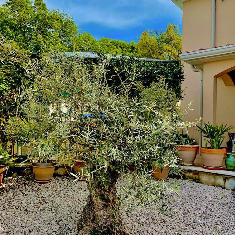 Villa mit Pool in Porec kaufen