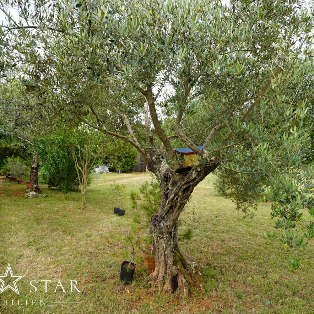 Grundstück am Meer in Kroatien Istrien kaufen-23